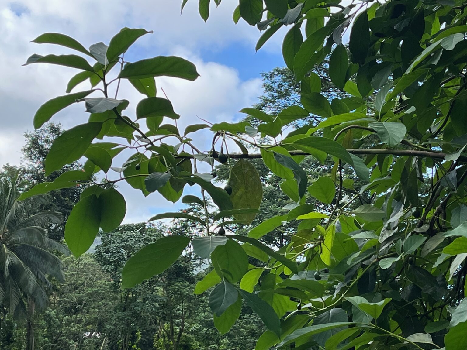 The regrowth of the avocado tree Second Nature Farm Hawaii ハワイ・オアフ島の森林自然農園 The forest