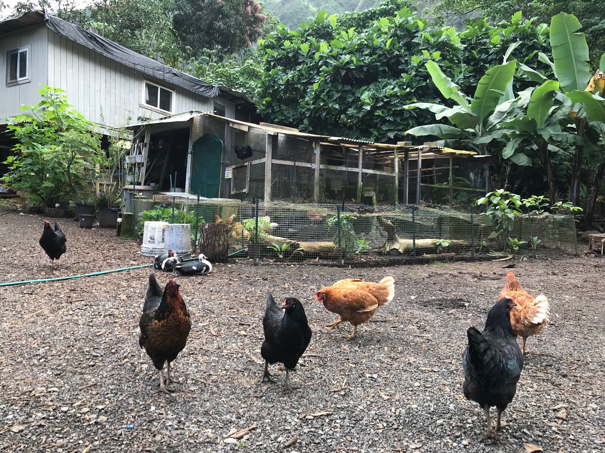 若鶏たちがマングースにやられる Second Nature Farm Hawaii ハワイ・オアフ島の森林自然農園 The