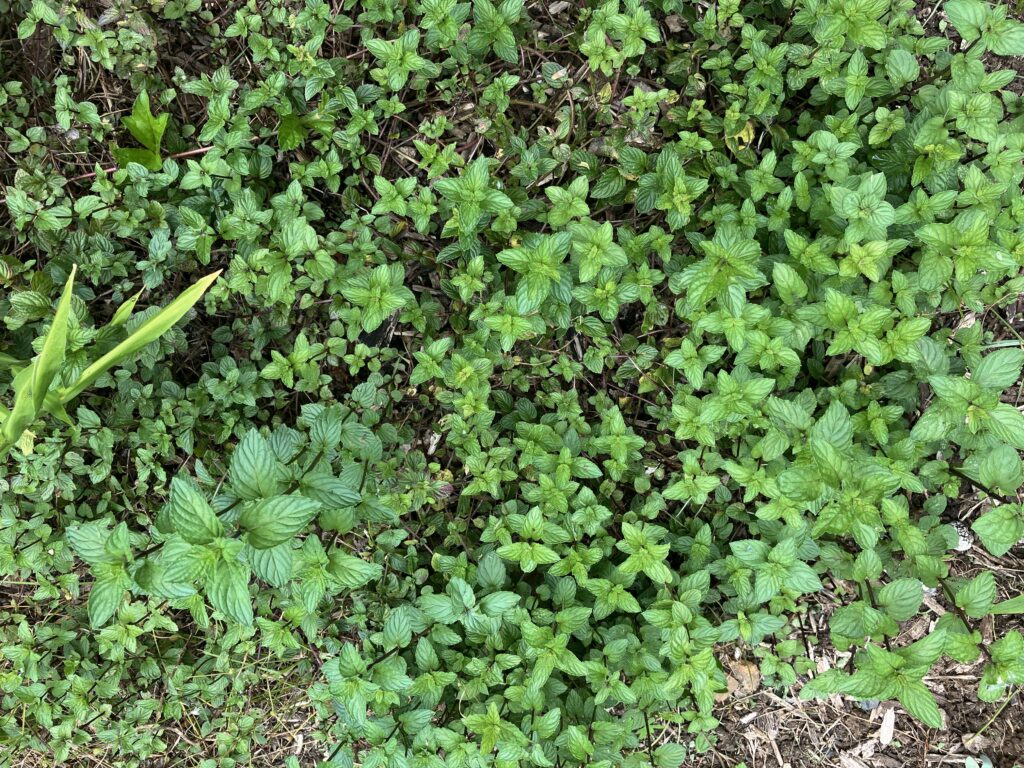 Peppermint surrounding the pavilion