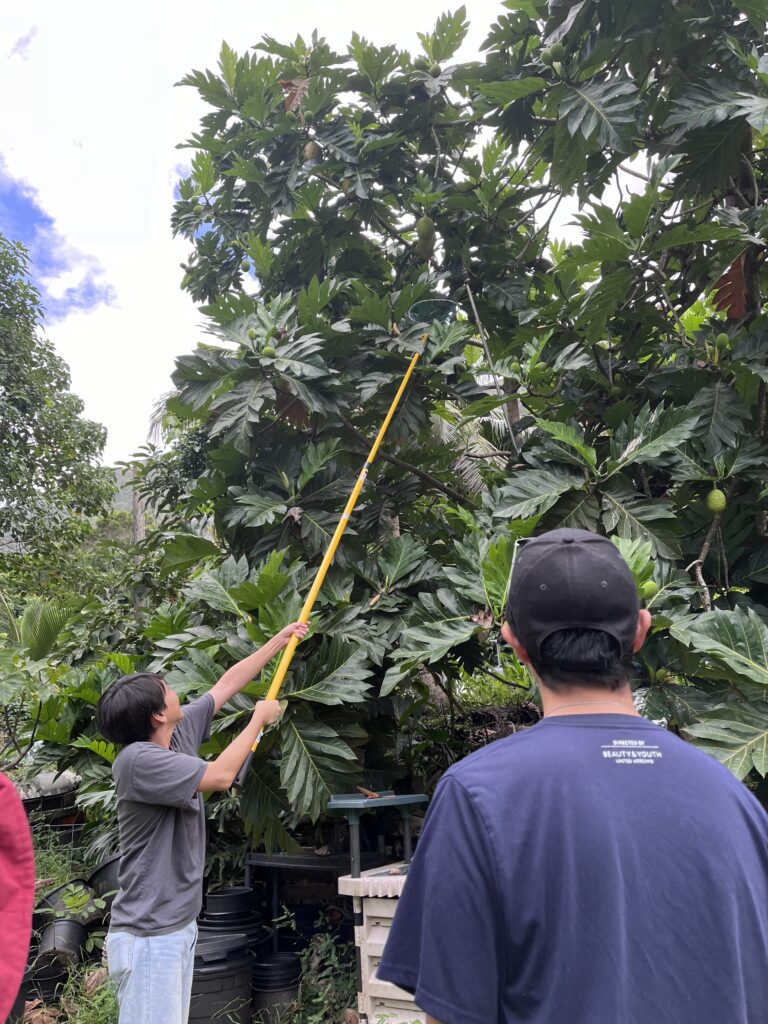 Harvesting ulu