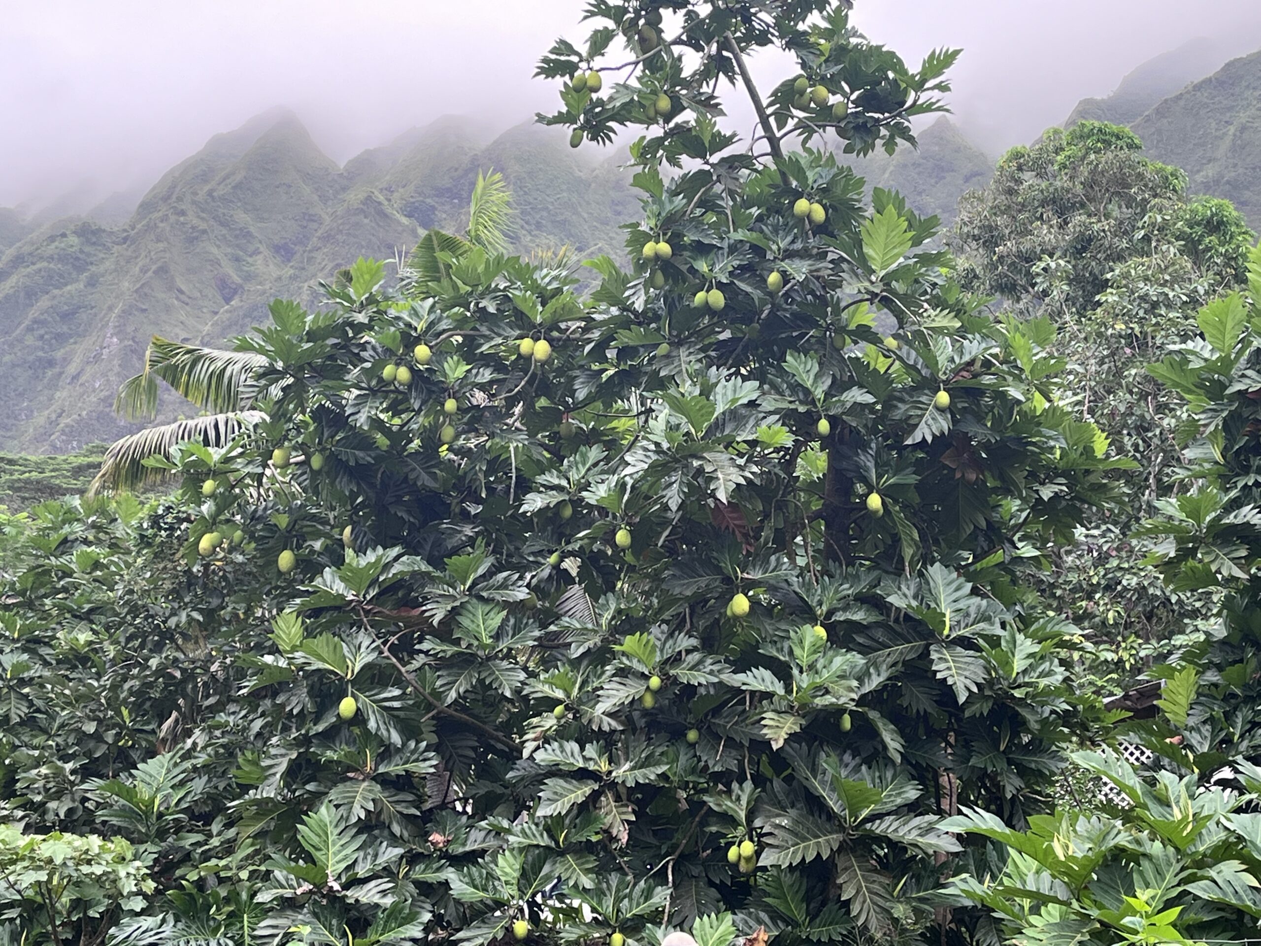 Ulu trees at their peak 111724