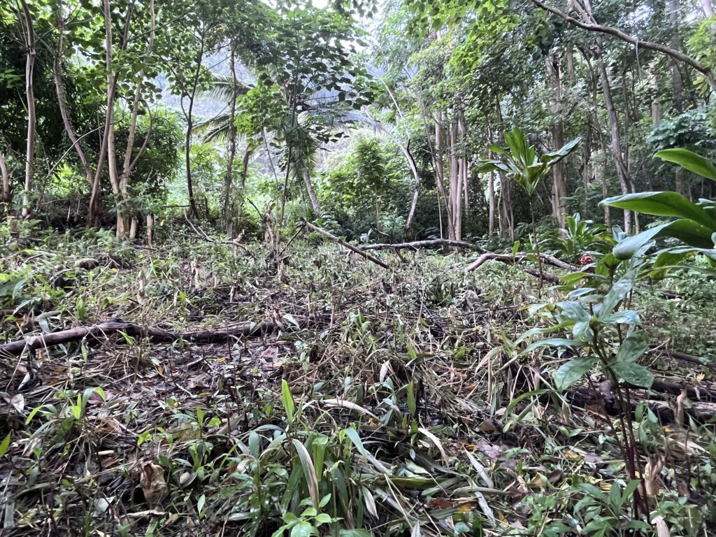 Clean debris to replant in forest