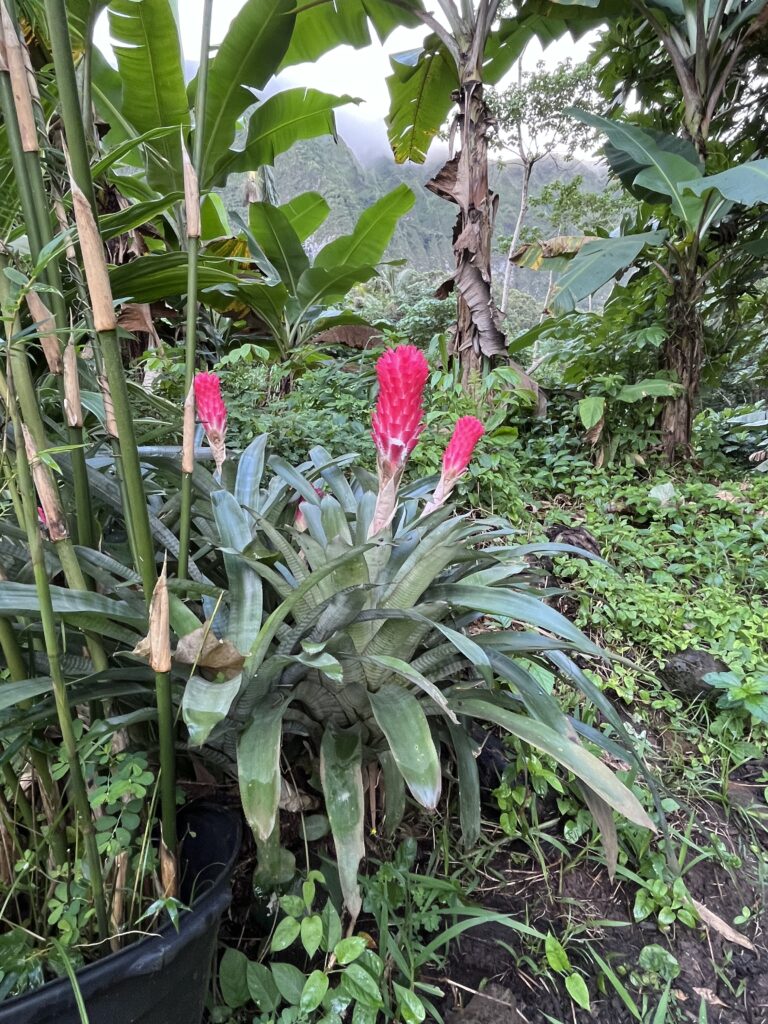 Flowers survived the storm