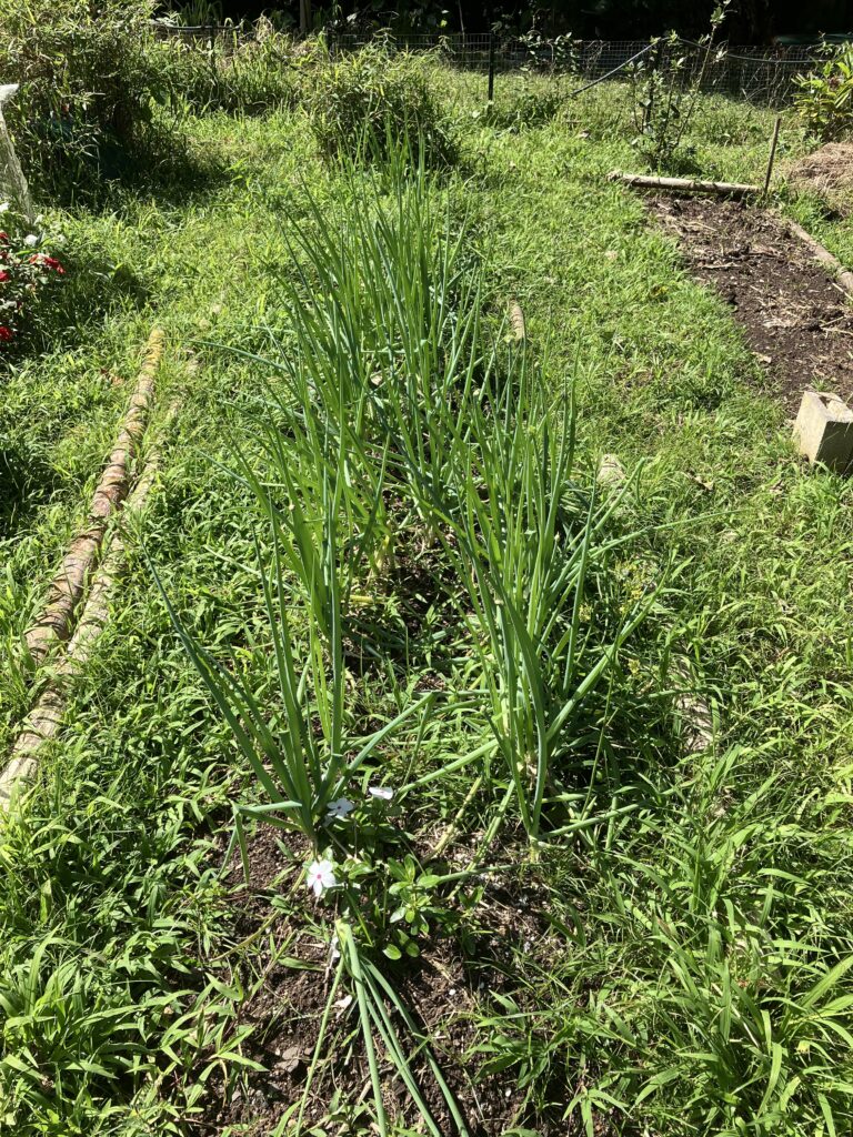 Green onion survived the storm