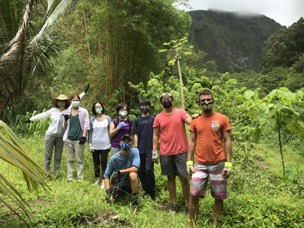 Cleaned up bush and old trees during pandemic