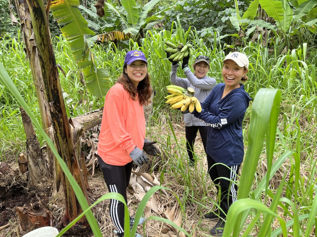 Their predecessor harvesting banana
