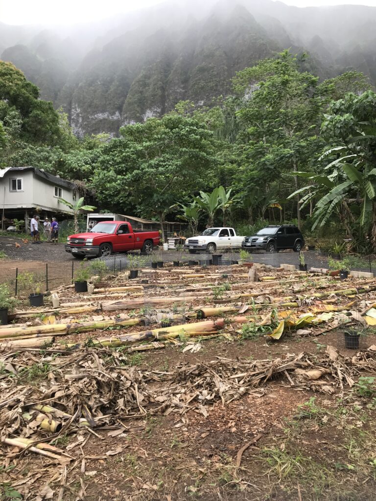 Dried banana trees turned to be organic soil