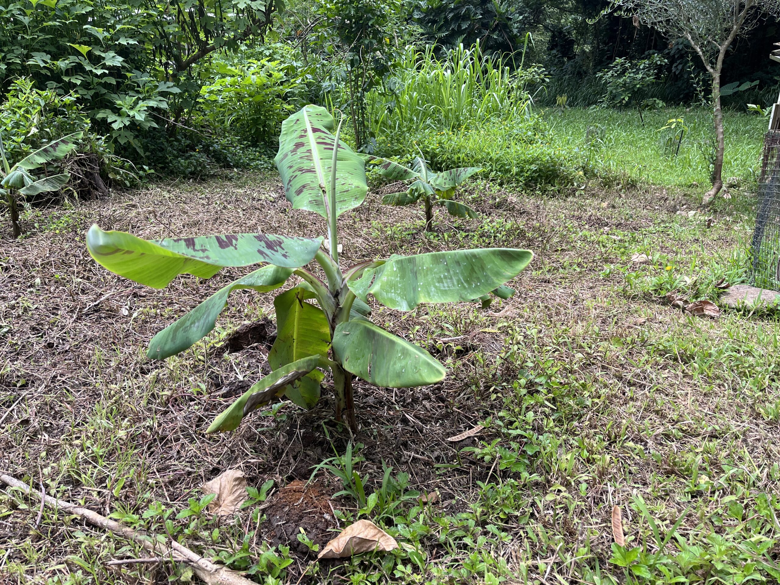 Mahoi planted three weeks ago