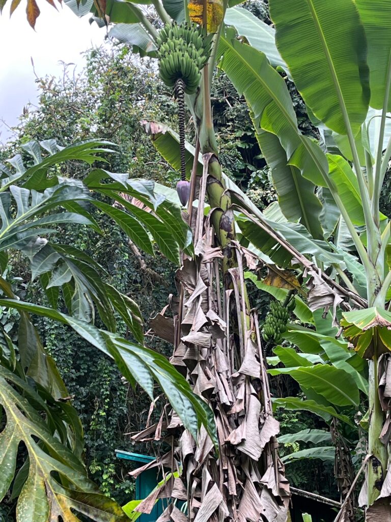 Apple Banana_bearing fruits far above the shed