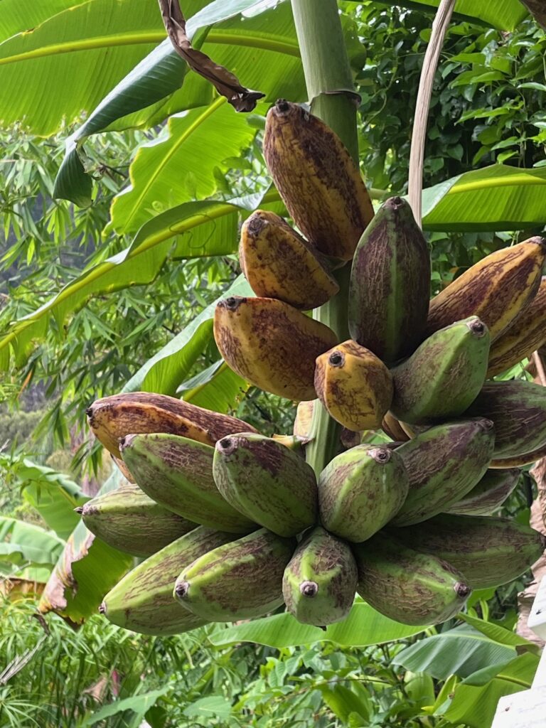 Ripe Burro banana