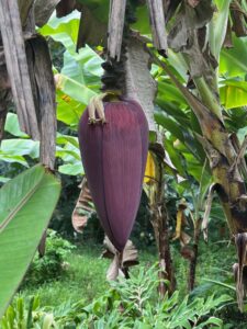 Banana Flower can also be cooked