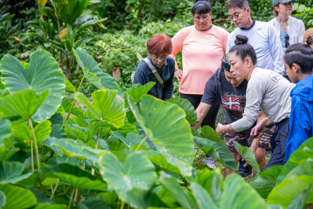 Thining out kalo (taro) leaves