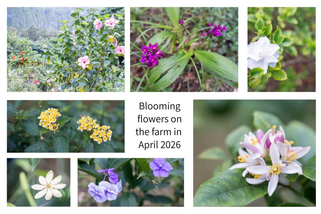 Blooming flowers in Apr 2026