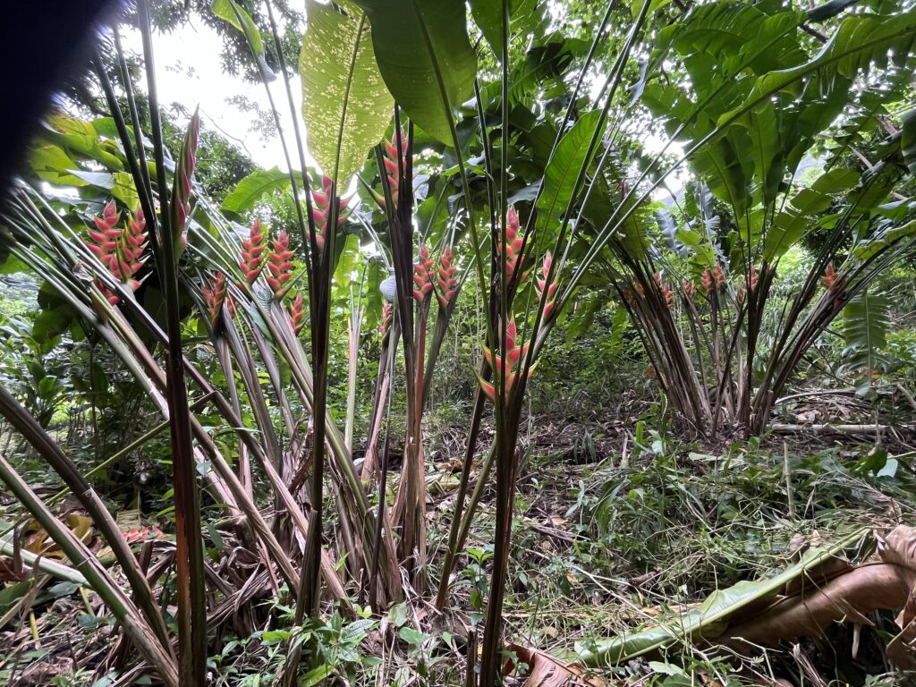 Radiantly blooming Heliconia