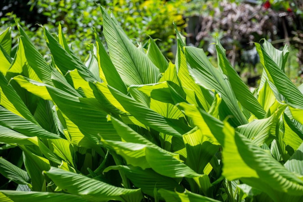 Lively green leaves of turmeric