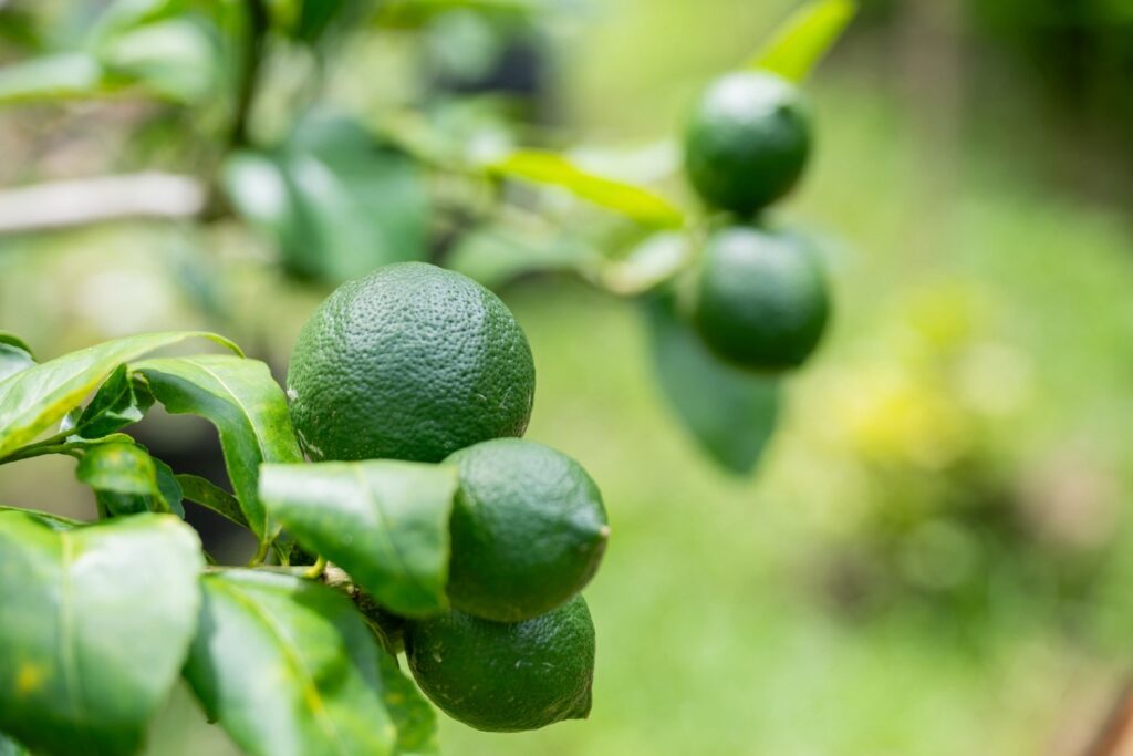 Meyer's lemons looking forward the harvest season